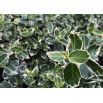 Trzmielina - Emerald Gaiety - duża sadzonka