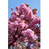 Wiśnia japońska 'Shimidsu Sakura' - duża sadzonka