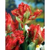Tulipan papuzi - Exotic Parrot - 5 szt.