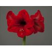 Hipeastrum - Amarylis - Red Lion