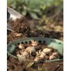 Kosz do uprawy cebul kwiatowych - 31,5 cm
