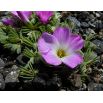 Szczawik chilijski - Oxalis Adenophylla - 5 szt.