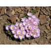 Szczawik chilijski - Oxalis Adenophylla - 5 szt.