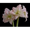 Hipeastrum - Amarylis - Aphrodite