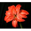 Hipeastrum - Amarylis - Lady Jane