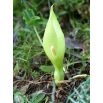 Obrazek włoski - Arum italicum - 5 szt.
