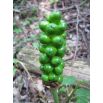 Obrazek włoski - Arum italicum - 5 szt.