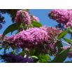 Budleja Dawida różowa - Flutterby Pink - Krzew motyli - sadzonka