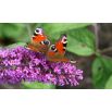 Budleja Dawida różowa - Flutterby Pink - Krzew motyli - sadzonka