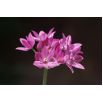 Czosnek kazachstański - Allium oreophilum - 20 szt.