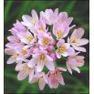 Czosnek różowy - Allium roseum - 20 szt.