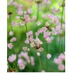 Czosnek różowy - Allium roseum - 20 szt.