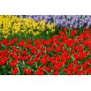 Tulipan botaniczny - Tubergen's Variety - 5 szt.