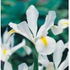 Irys holenderski - White Excelsior - 10 szt.