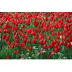 Tulipan czerwony - Red - duża paczka! - 50 szt.