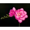 Frezja pełna różowa - Pink - 10 szt.