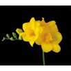 Frezja pełna żółta - Yellow - 10 szt.