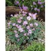 Szczawik chilijski - Oxalis Adenophylla - 5 szt.