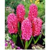 Hiacynt Pink Pearl - op. 3 szt.