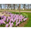 Hiacynt Splendid Cornelia - op. 3 szt.