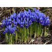 Irys żyłkowany - Iris reticulata - opak. 10 szt.