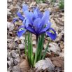 Irys żyłkowany - Iris reticulata - opak. 10 szt.