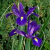 Irys holenderski - Purple Sensation - 10 szt.