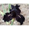 Kosaciec, Irys - Czarny - Black Night