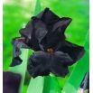 Kosaciec, Irys - Czarny - Black Night