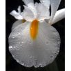 Irys holenderski - White Excelsior - 10 szt.