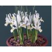 Irys żyłkowany - White - 10 szt.