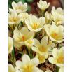 Krokus Cream Beauty - op. 10 szt.