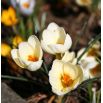 Krokus Cream Beauty - op. 10 szt.
