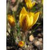 Krokus Fuscotinctus - 10 szt.