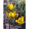 Krokus Fuscotinctus - 10 szt.