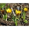 Krokus Gipsy Girl - 10 szt.