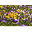 Krokus wielkokwiatowy mix - opak. 10 szt.