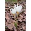 Krokus Jesienny Ochroleucus 10 szt.