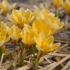 Krokus Romance - 10 szt.