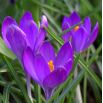 Krokus Ruby Giant - 10 szt.