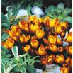 Krokus Zwanenburg Bronze - 10 szt.