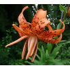 Lilia tygrysia - Tigrinum