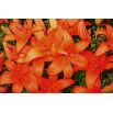 Lilia azjatycka pomarańczowa - Orange