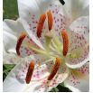 Lilia orientalna miniaturowa Muscadet - 1 cebula