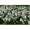 Narcyz Actaea - opak. 5 szt.