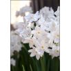 Narcyz Bożonarodzeniowy - Paperwhites Ziva - 5 szt.