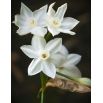 Narcyz Bożonarodzeniowy - Paperwhites Ziva - 5 szt.