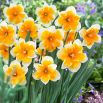 Narcyz Orangery - opak. 5 szt.