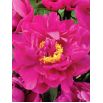 Piwonia, Paeonia - Karl Rosenfield - sadzonka