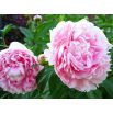 Piwonia, Paeonia - Sarah Bernhardt - sadzonka